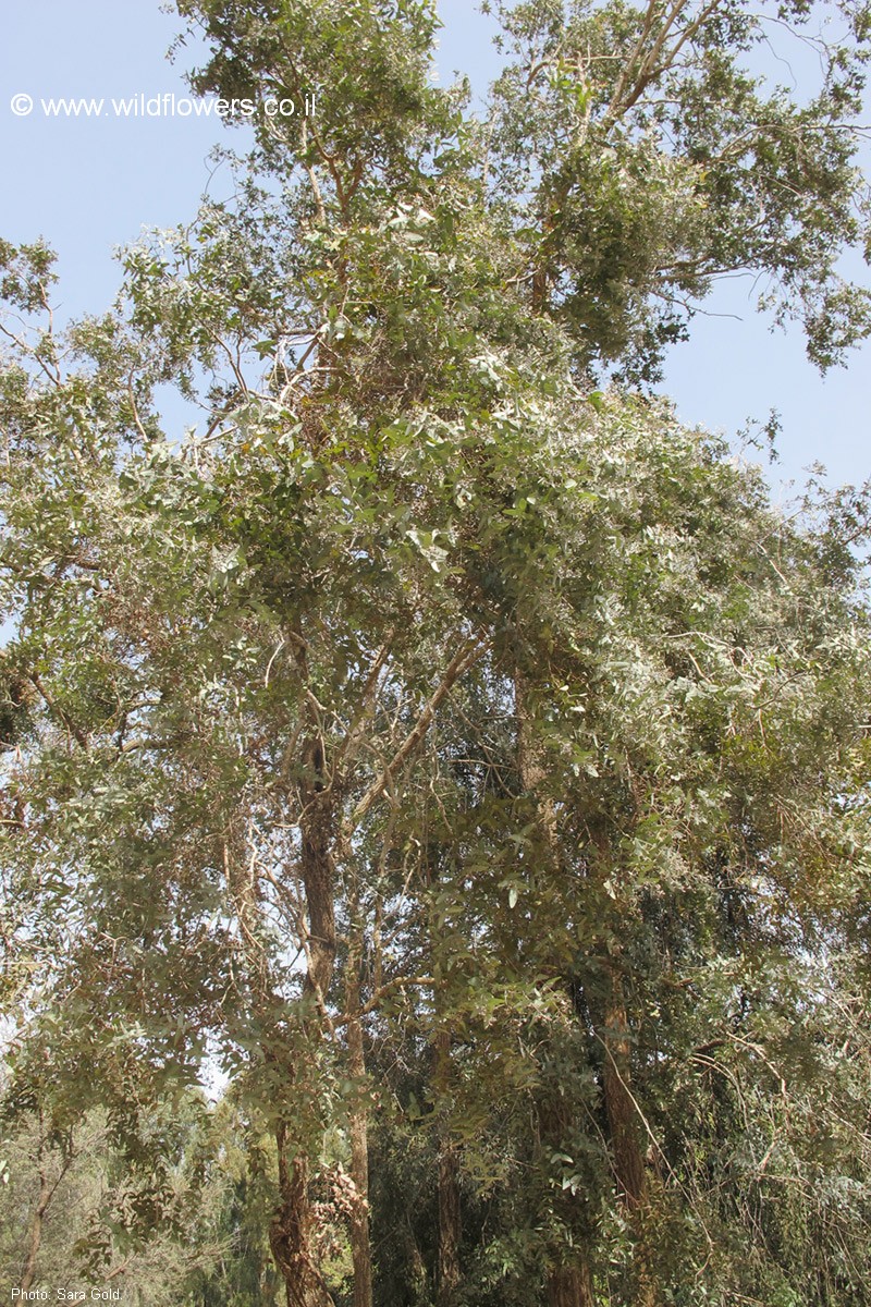 Eucalyptus melanophloia